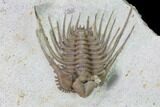 Kettneraspis Trilobite With Brachiopod - Black Cat Mountain #162110-6